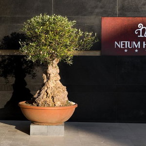 Hotel Hotel Netum cazare Noto