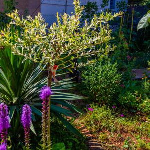 Hotel Little Garden House cazare Reka