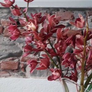 Hotel Langhe Di Liguria B&B cazare Piana Crixia