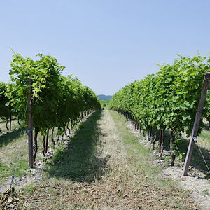 Sejur Tenuta San Leone vacanta Valeggio sul Mincio