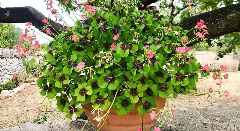 Hotel Trulleria Tagliente