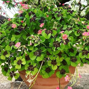 Hotel Trulleria Tagliente cazare Martina Franca