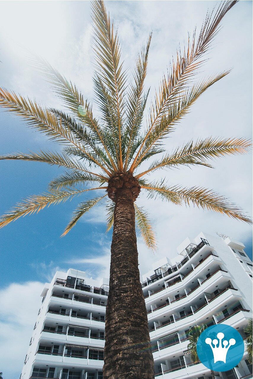 Corona Blanca