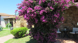 Hotel Club Hotel Li Suari cazare San Teodoro