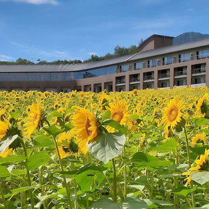 Hotel Furano Hotel cazare Furano