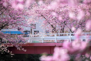 Hotel Izu Imaihama Tokyu Hotel cazare Kochi