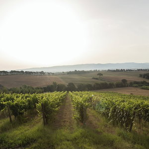 Hotel Agriturismo Cappellese cazare Rosignano Marittimo