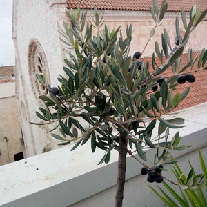 Hotel B&B Il Nido Delle Rondini cazare Conversano