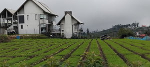 Hotel The Essence cazare Nuwara Eliya
