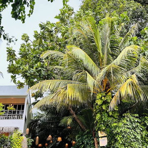 Hotel Odi Kamadhoo cazare Milaidhoo
