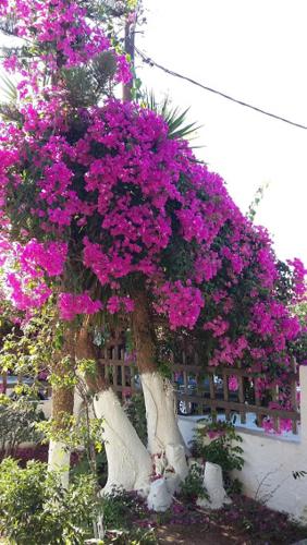 dal travel Crete Katerina'S Apartments