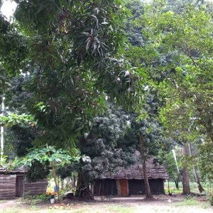 Hotel Kv Jungle Bungalows cazare Pongwe