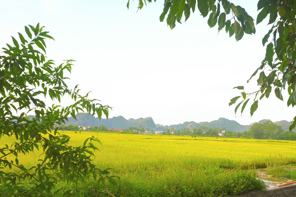 Art Rice Field Y Van Cac Homestay