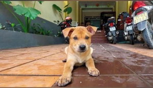 Hotel Bamboo Riverside Home cazare Ba Don