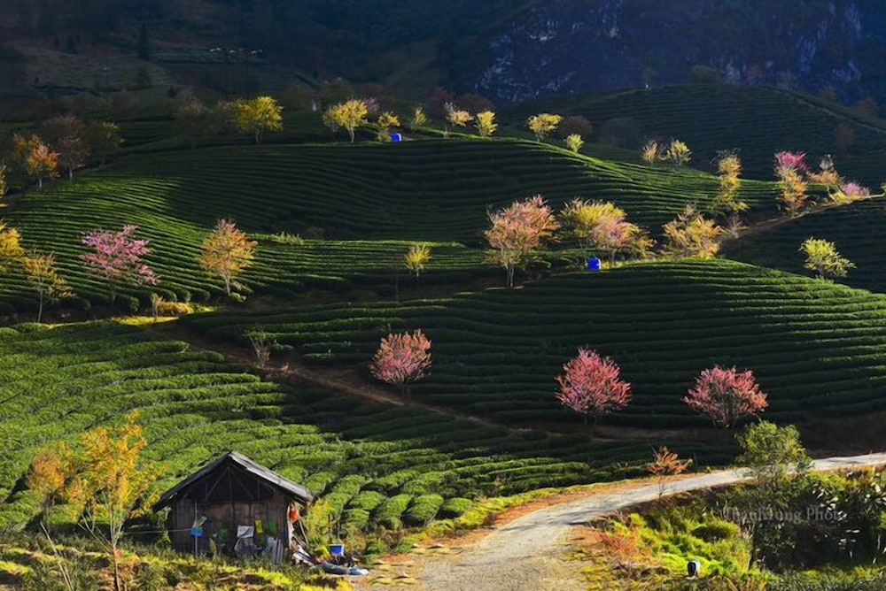 Hotel Sapa Dao Homestay