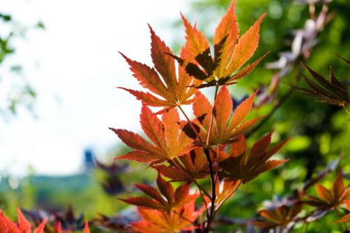 Hotel Pensiunea Andrei