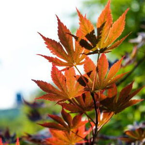 Hotel Pensiunea Andrei cazare Ramnicu Valcea