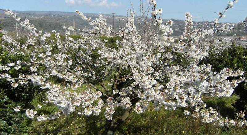 Baglio Delle Rose