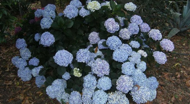 Baglio Delle Rose