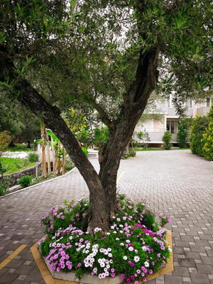 Hotel Sun Village Apartments cazare Herceg Novi