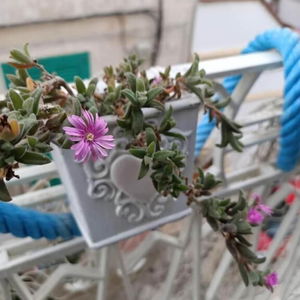 Hotel B&B U Mare Mio cazare Monopoli