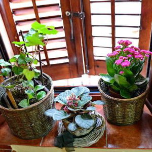 Hotel Apartments Parteli cazare Kotor