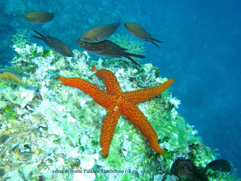 Grand Mediterraneo