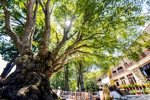 Hotel Hani Zisi cazare Ano Lekhonia