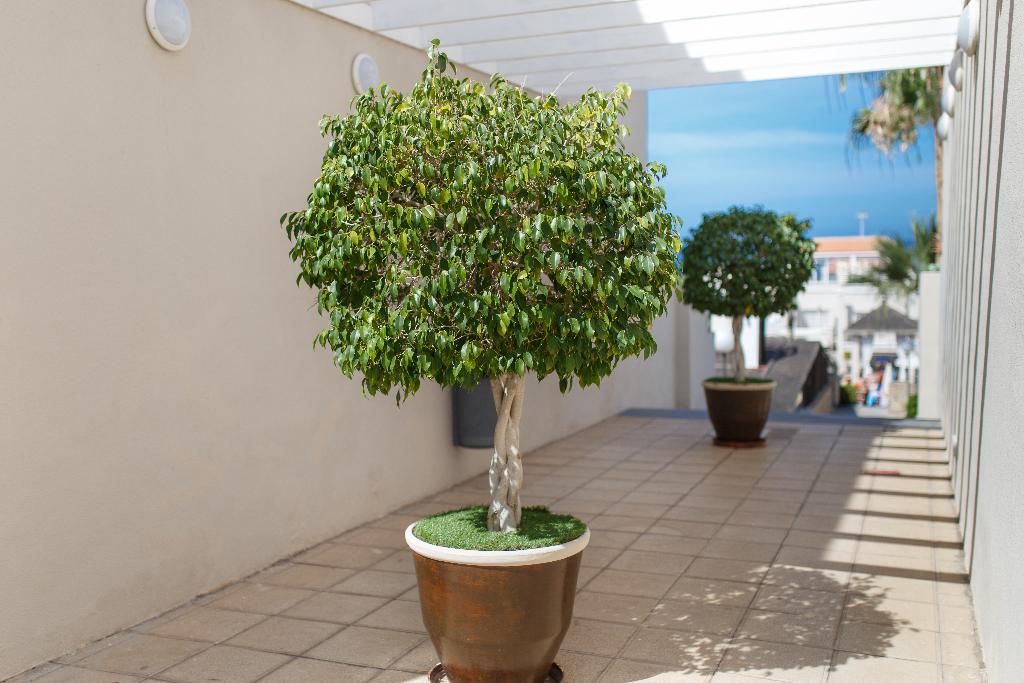 dal travel Los Olivos Beach Resort