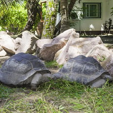 Sejur Cote D'or Club vacanta Anse Volbert Village