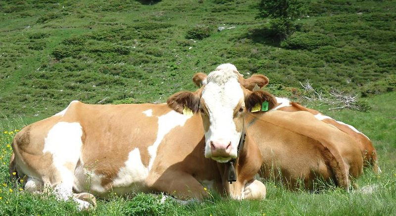 Hotel Gästehaus Groder