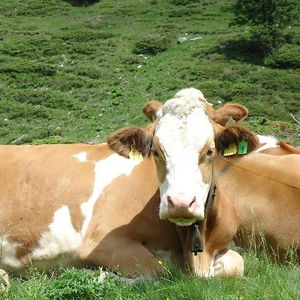 Hotel Gästehaus Groder cazare Rauris