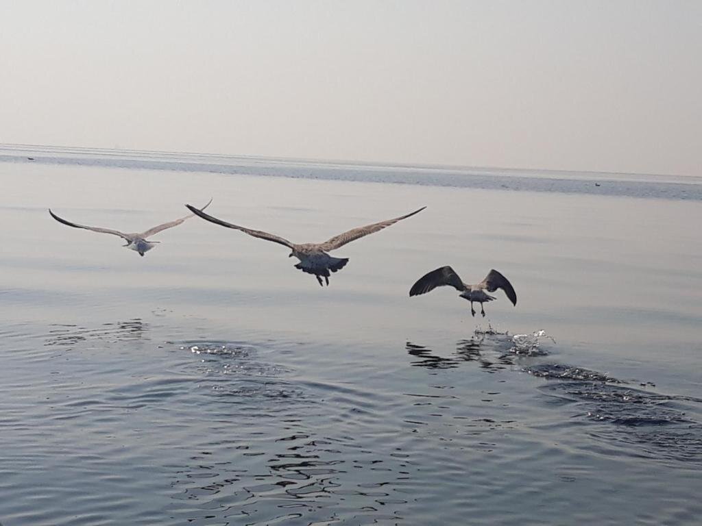 Hotel Limanaki Ss View Apartment