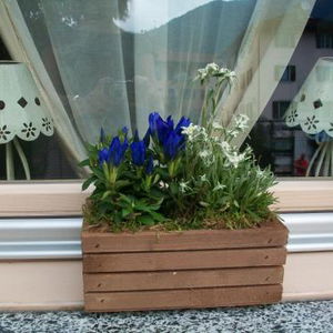 Hotel Garni San Lorenzo cazare Pinzolo