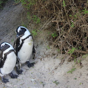 Hotel Boulders Beach House cazare Cape Town