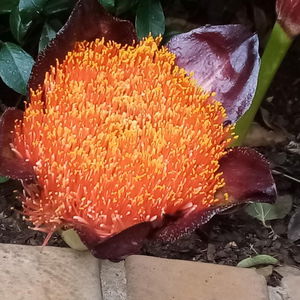 Hotel Dove'S Nest Guest House cazare Johannesburg