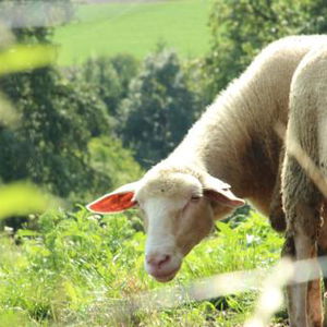 Hotel Landvilla Pia cazare Graz