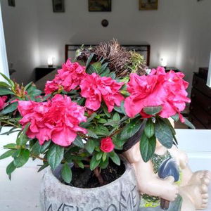 Hotel Mama Brasov cazare Brasov