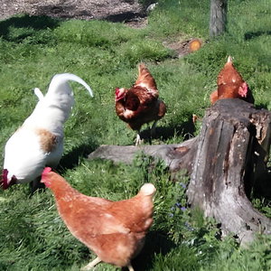 Hotel Zehenthof cazare Pfarrwerfen