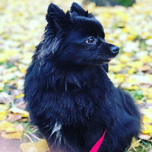 Hotel Voglauerhof cazare Abtenau