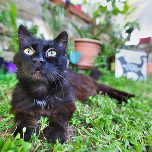 Hotel Apartments Baredi cazare Izola