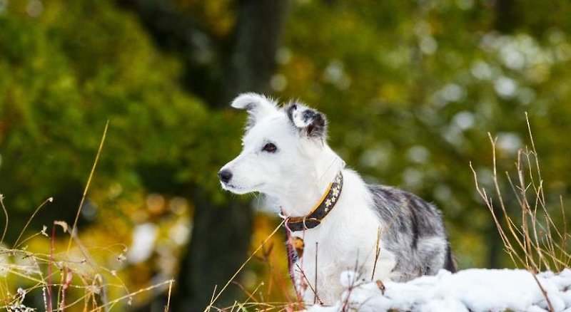 Hotel Landhaus Kitzblick