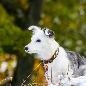 Hotel Landhaus Kitzblick cazare Piesendorf