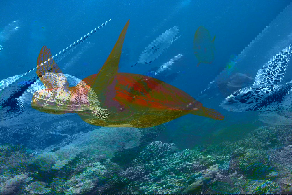 Hotel Ocean View Villa - Beauvallon Villas