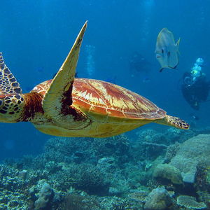 Sejur Ocean View Villa - Beauvallon Villas vacanta Victoria