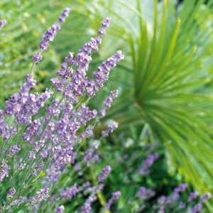 Hotel Hotel Sonnenhof cazare Merano