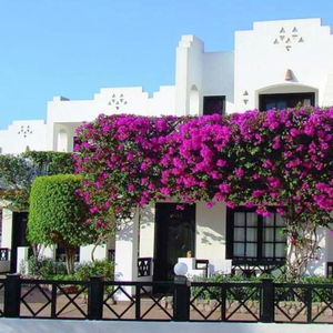 Sejur Verginia Sharm vacanta Sharm el-Sheikh