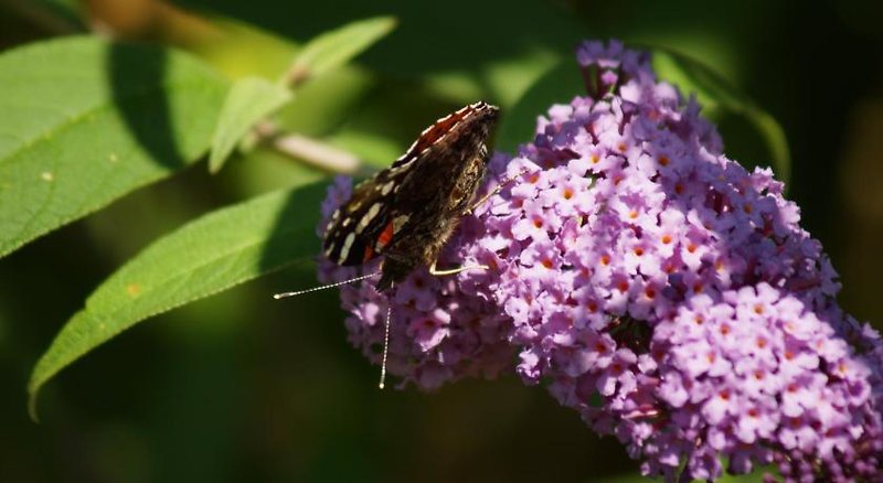 Hotel Landhaus Schneider