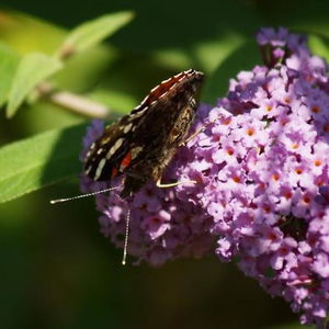 Hotel Landhaus Schneider cazare Fieberbrunn