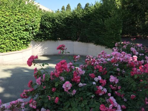 Hotel Hotel Motel Ascot